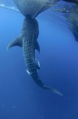 Whaleshark sucks on the net of a bagan fishing boat - Papua ; below a bagan fishing boat
