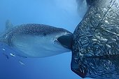 Whaleshark sucks on the net of a bagan fishing boat - Papua ; below a bagan fishing boat