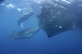 Whaleshark sucks on the net of a bagan fishing boat - Papua ; below a bagan fishing boat