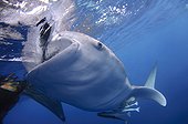 Whaleshark gulps down water - West Papua