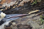 Great Spotted Woodpeck extirpating a larva in dead wood