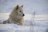 Arctic Wolf lying in the snow 