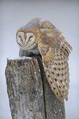 Barn owl on a pole in winter - Lorraine France 