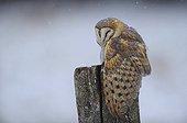 Barn owl on a pole in winter - Lorraine France 