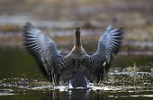 Bean Goose stretching on woodland pool  - Joensuu Finland