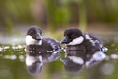 Goldeneye ducklings on water - Polvijärvi Finland