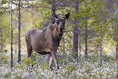 European Moose posing on wetland - Joensuu Finland
