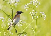 Whinchat male perched on stem - Joensuu Finland