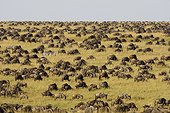 Lonely Zebra among a herd of Blue Wildebeest