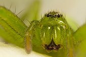 Green Huntsman Spider lurking in a rose - Provence France 