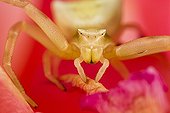 Crab Spider lurking in a rose - Provence France 