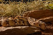 Puff adder in terrarium