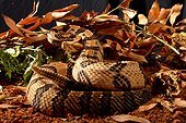 Timber rattlesnake in terrarium