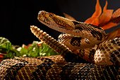 Timber rattlesnake in terrarium