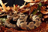Timber rattlesnake in terrarium