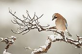 Eurasian Jay on a branch in winter - Flatanger Norway