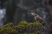 White-tailed Eagle on a Pine tree - Flatanger Norway