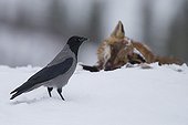 Hooded Crow and corpse Red Fox in snow - Norway