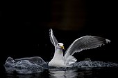 Herring Gull on the water - Flatanger Norway 