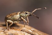 Weevil - France