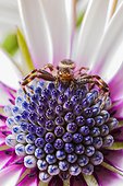 Napoleon crab Spider on the lookout on a flower - France 