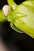 Crab spider - France 