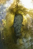 Wels Catfish in the river Hérault - France