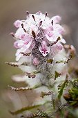 Arctic hairy lousewort (Pedicularis dasyantha) flowers - Spitsbergen