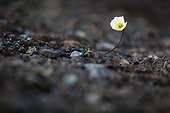 Svalbard Poppy flowers - Spitsbergen Svalbard