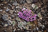 Purple Saxifrage flowers - Spitsbergen Svalbard