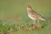 Woodlark on grass - Extremadura Spain