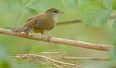 Cetti's Warbler on a branch - Belgium