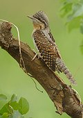Wryneck on a branch - Belgium 