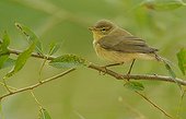 Willow Warbler on a branch - Belgium