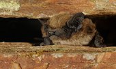 Savi's pipistrelle between rock - Galicia Spain 