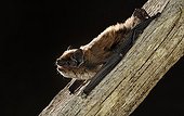 Savi's pipistrelle on beam - Galicia Spain 
