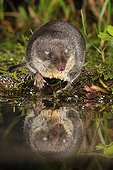 Water shrew on the bank - Black Forest Germany