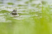 Grenouille rousse mâle et pontes dans un étang forestier 