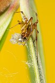 Theridion spider capturing a Goldenrod spider - France