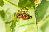 Comb-footed spider capturing a cockchafer - Alsace France 