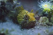 Tassled Scorpionfish in aquarium - Brittany France 
