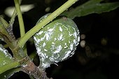 Citrus Flatid Planthopper larva on Fig - France 