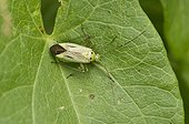 Bug on a leaf - Denmark