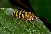 Hoverfly on a leaf - Denmark