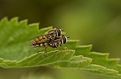 Hoverfly mating on a leaf - Denmark
