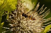 Marmelade Fly on flower - Denmark