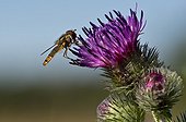 Marmelade Fly on Downy Burdock flower - Denmark