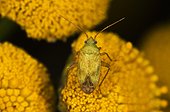 Bug on flowers - Denmark