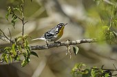 Yellow-throated Warbler on a branch - Cuba 