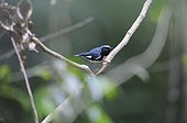 Black-throated Blue Warbler on a branch - Cuba